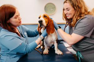 Vets taking care of Beagle at Modern Animal